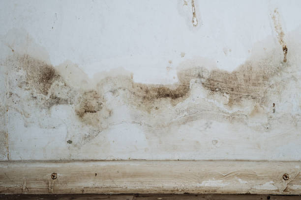 Mold Odor Removal Services